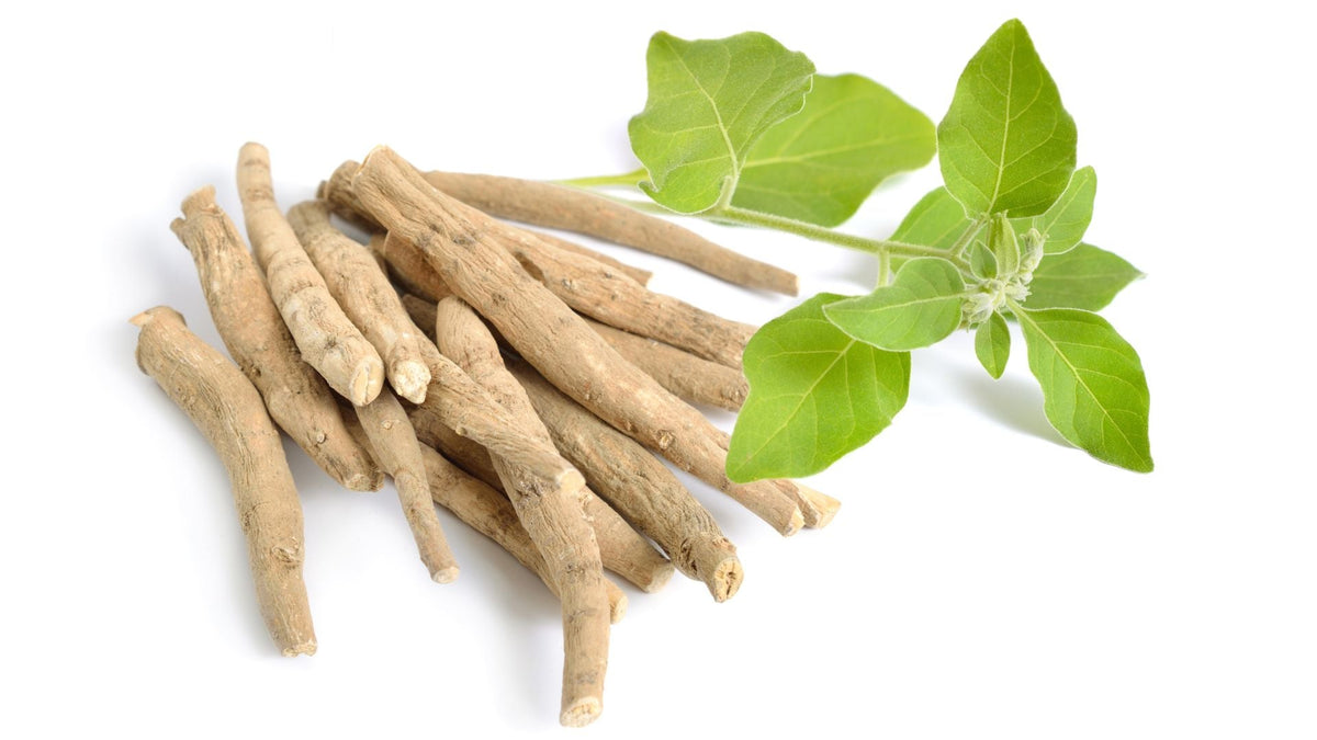 Ashwagandha Australia - What You Need To Know - Teddi Lab by Unichi